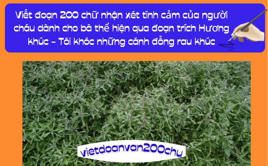Viết đoạn 200 chữ nhận xét tình cảm của người cháu dành cho bà thể hiện qua đoạn trích Hương khúc - Tôi khóc những cánh đồng rau khúc