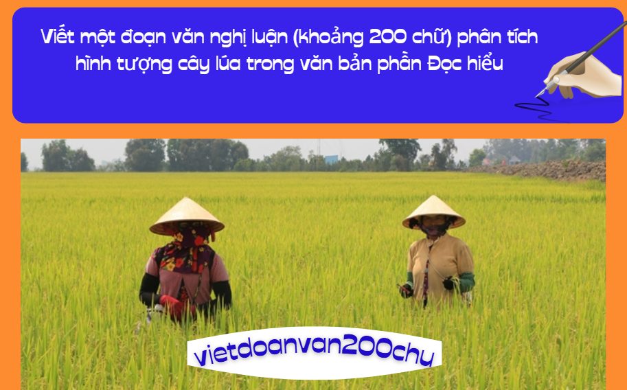 Viết một đoạn văn nghị luận (khoảng 200 chữ) phân tích hình tượng cây lúa trong văn bản phần Đọc hiểu